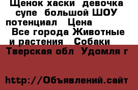Щенок хаски, девочка супе, большой ШОУ потенциал › Цена ­ 50 000 - Все города Животные и растения » Собаки   . Тверская обл.,Удомля г.